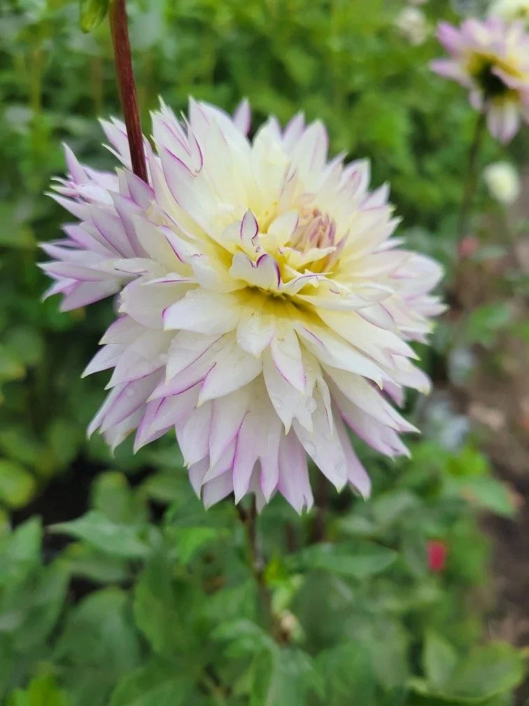 Crazy Love dahlia — RiversDahlias.com